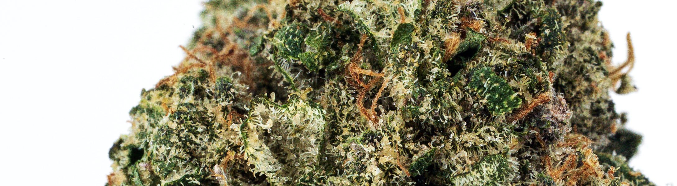 Collection of  in a gallery layout