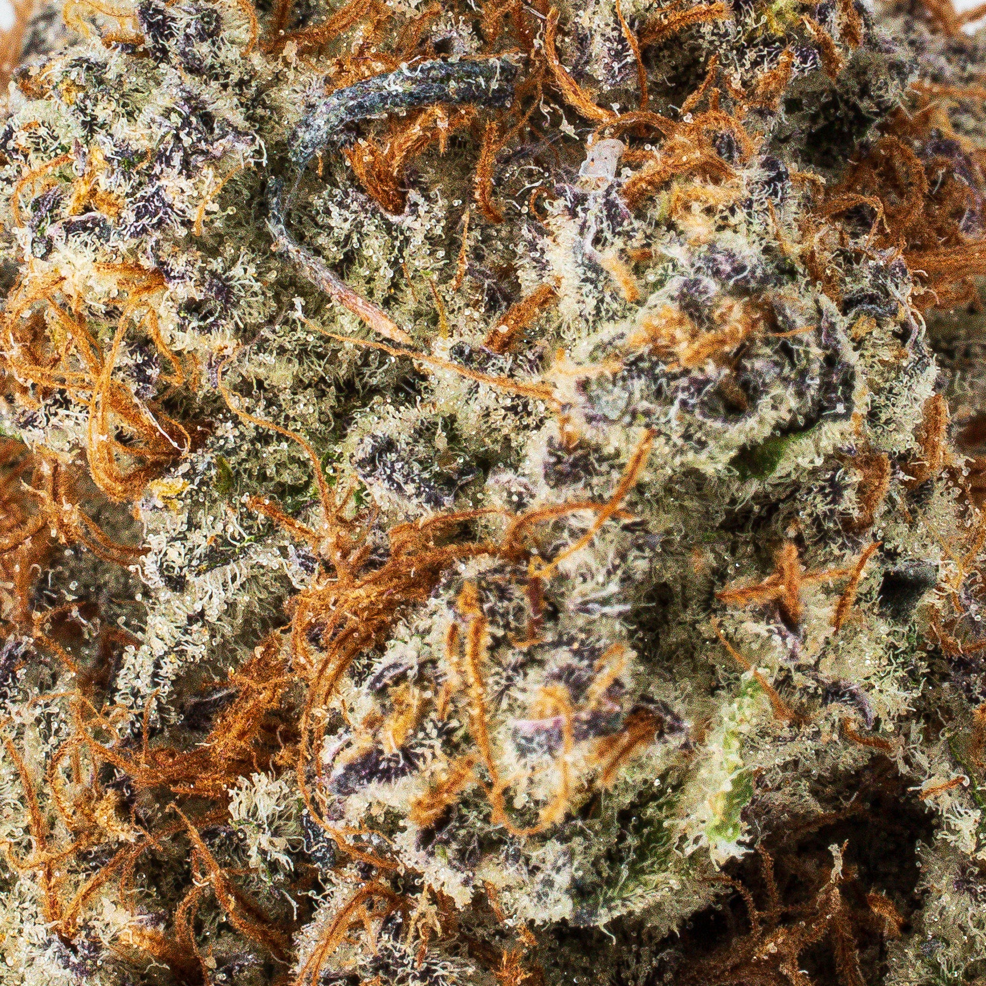 Collection of  in a gallery layout