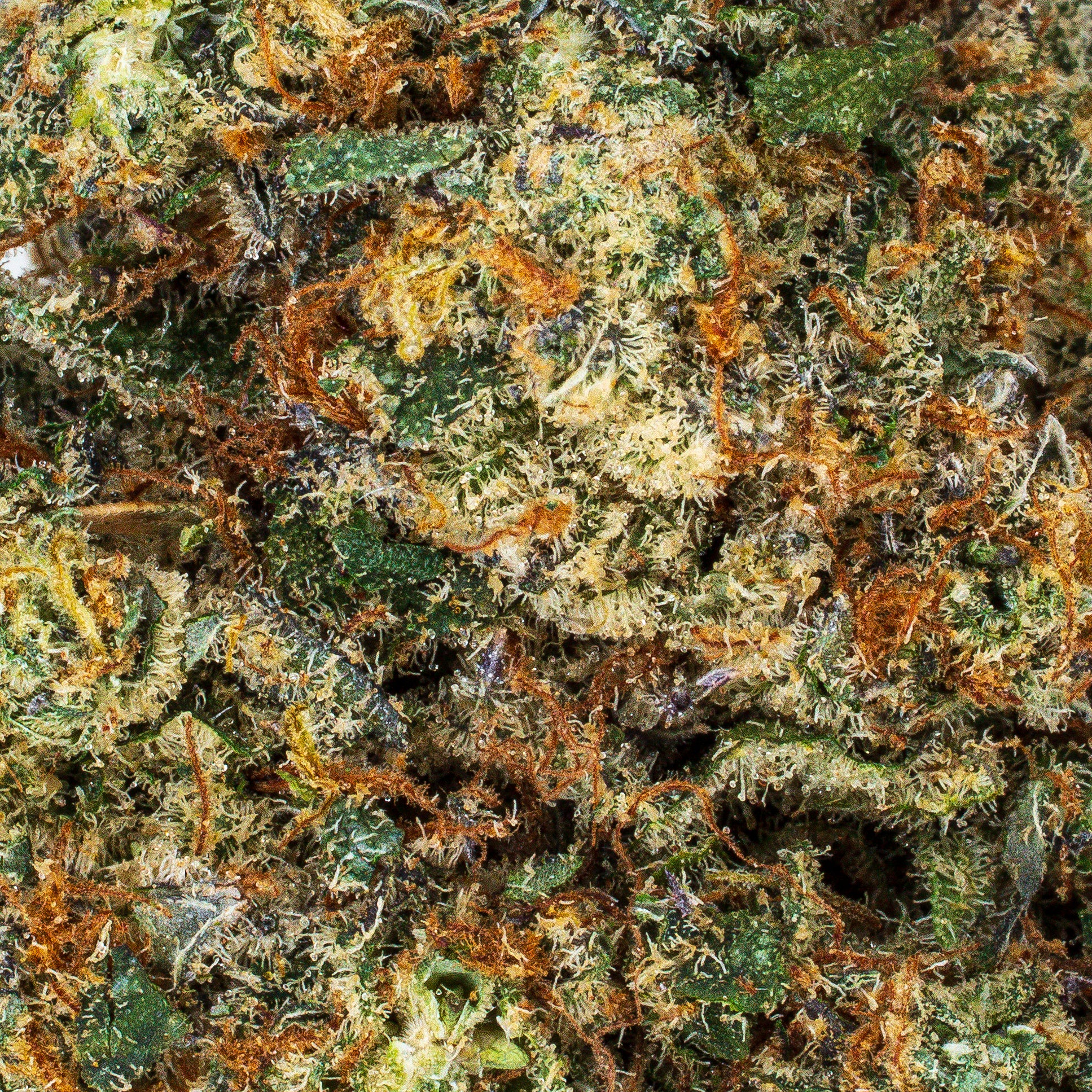 Collection of  in a gallery layout