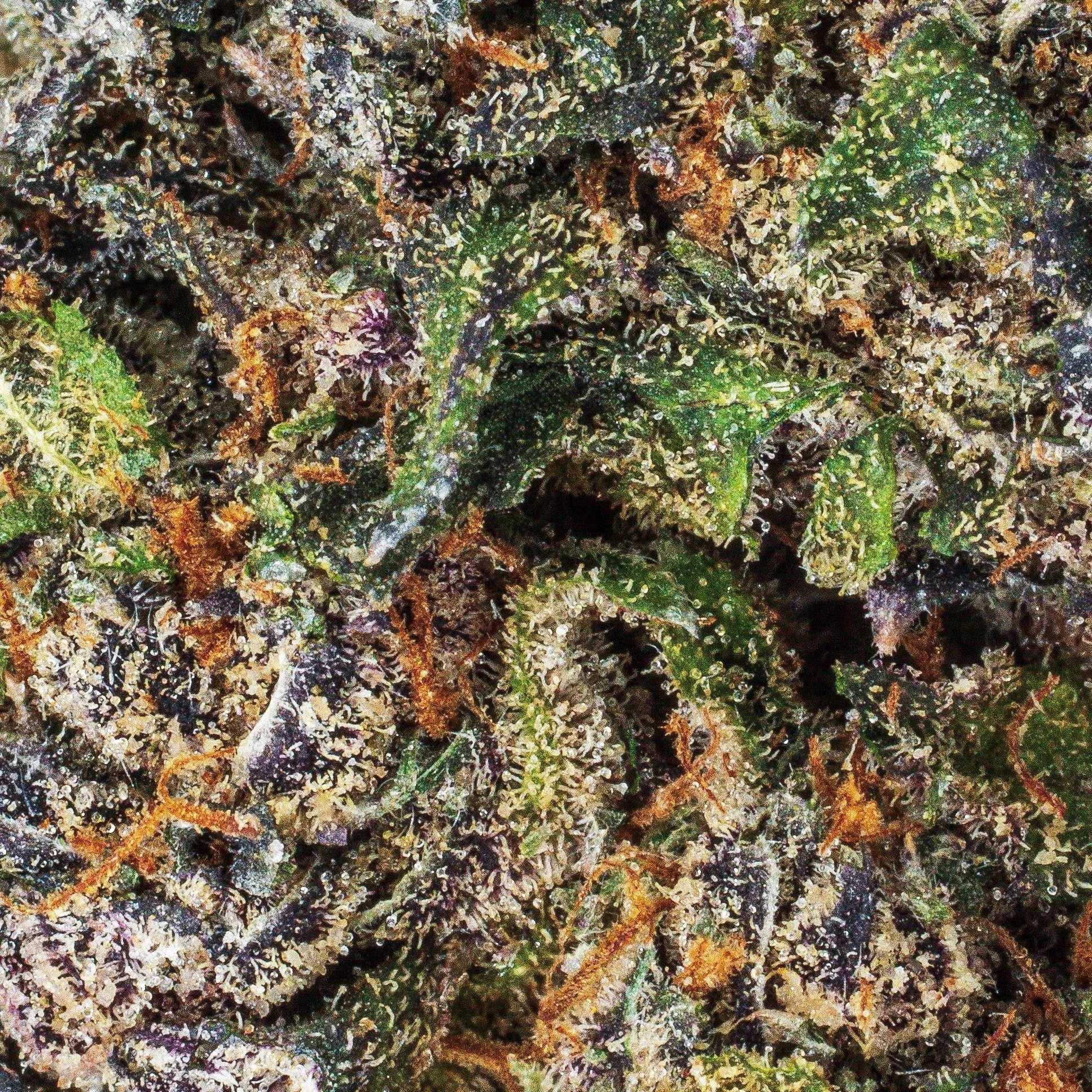 Collection of Black Runtz Premium Flower in a gallery layout