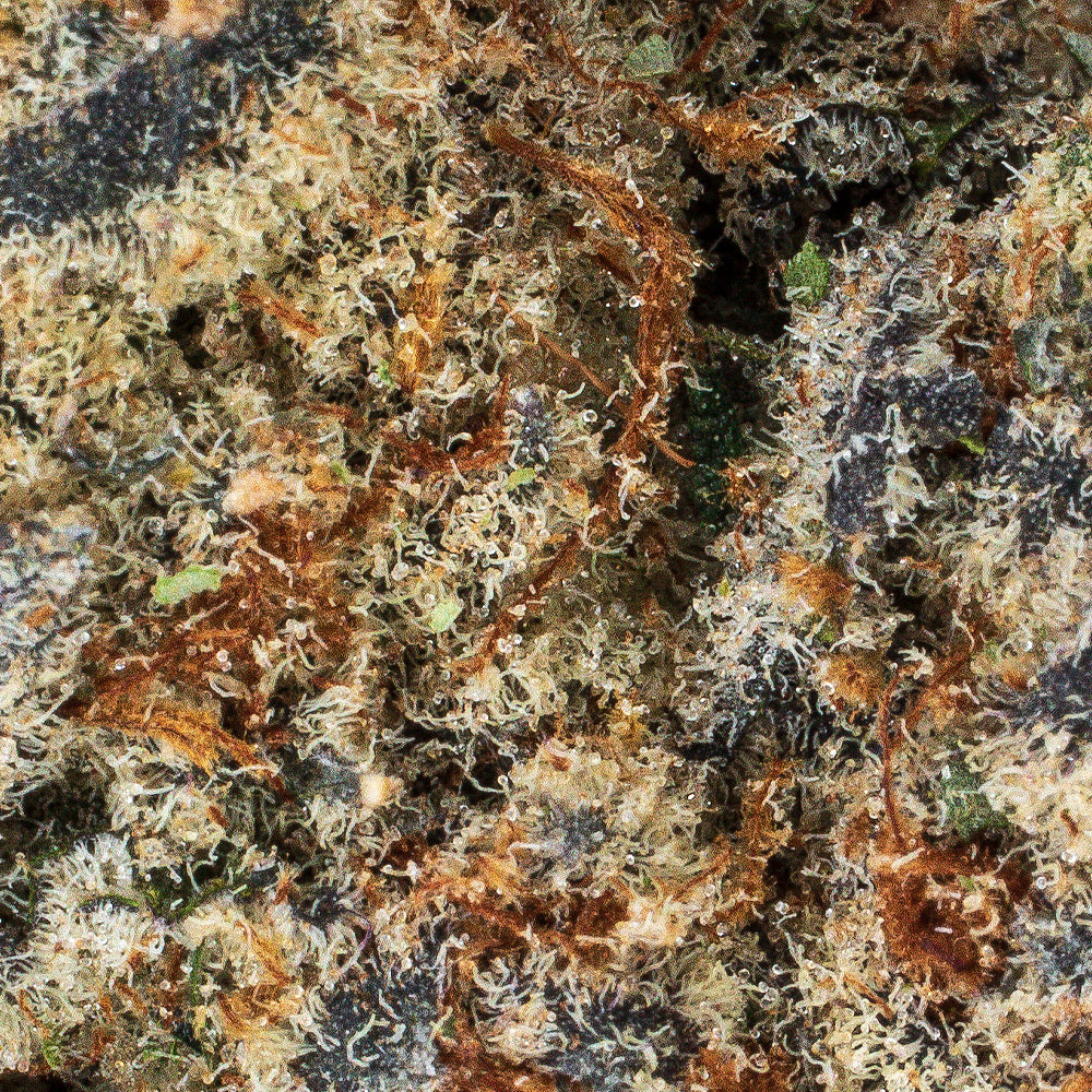 Collection of  in a gallery layout