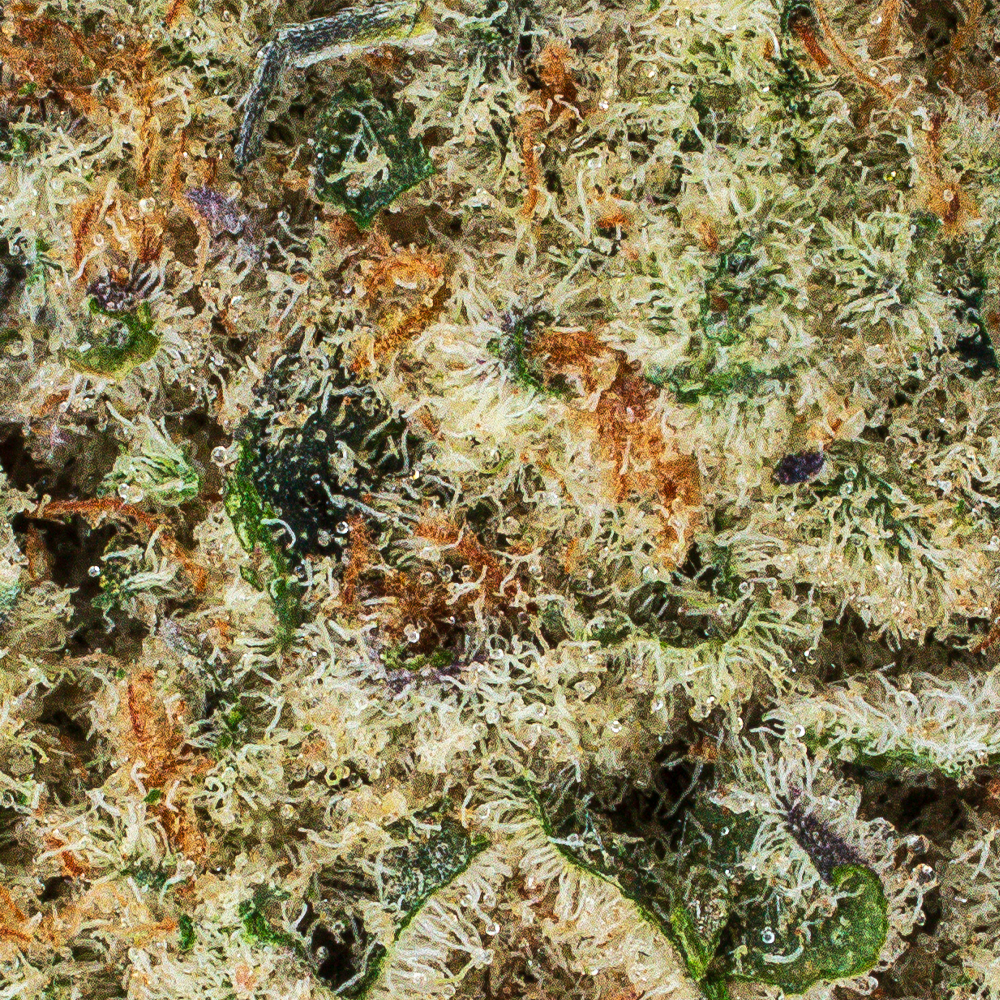 Collection of  in a gallery layout