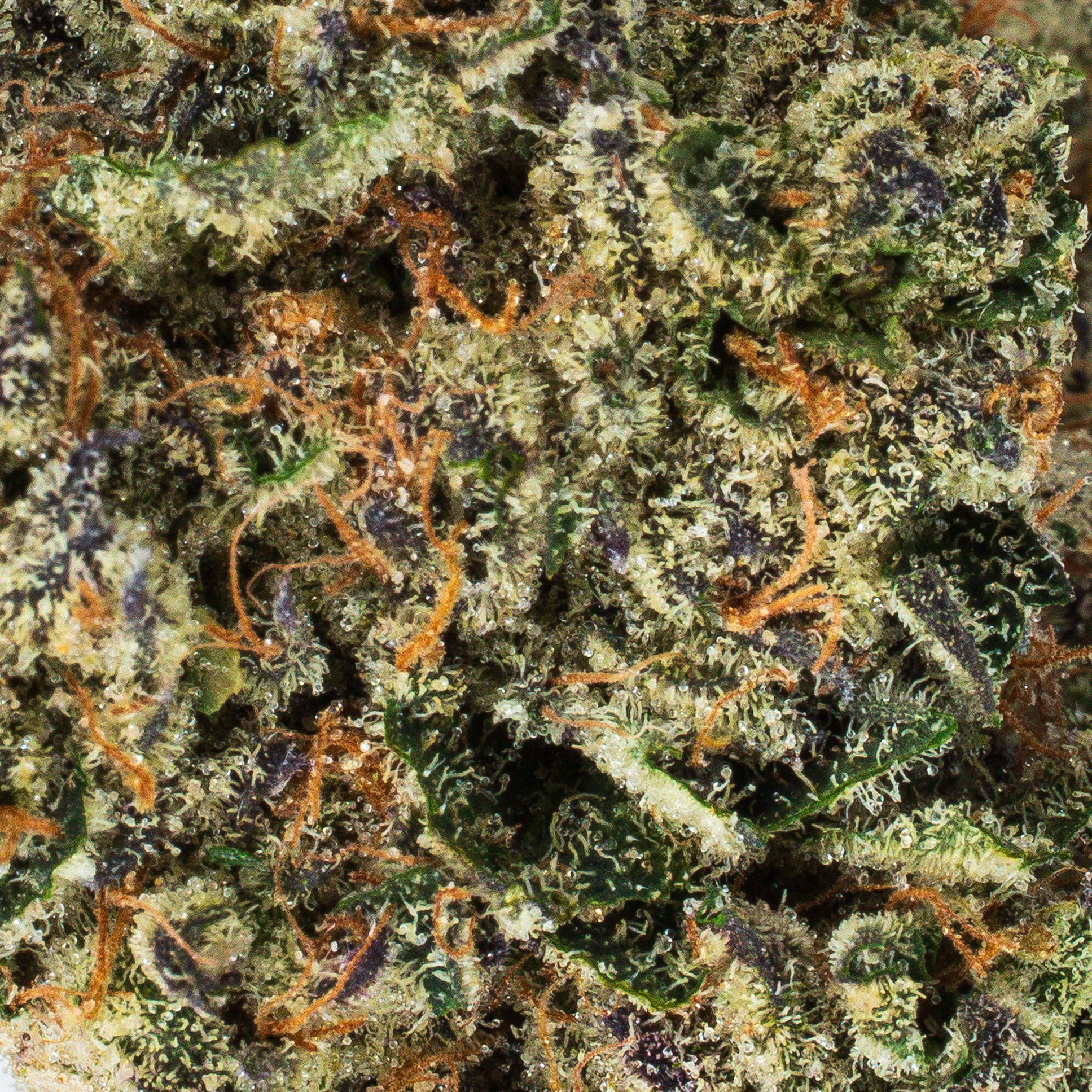 Collection of Eden Distro in a gallery layout