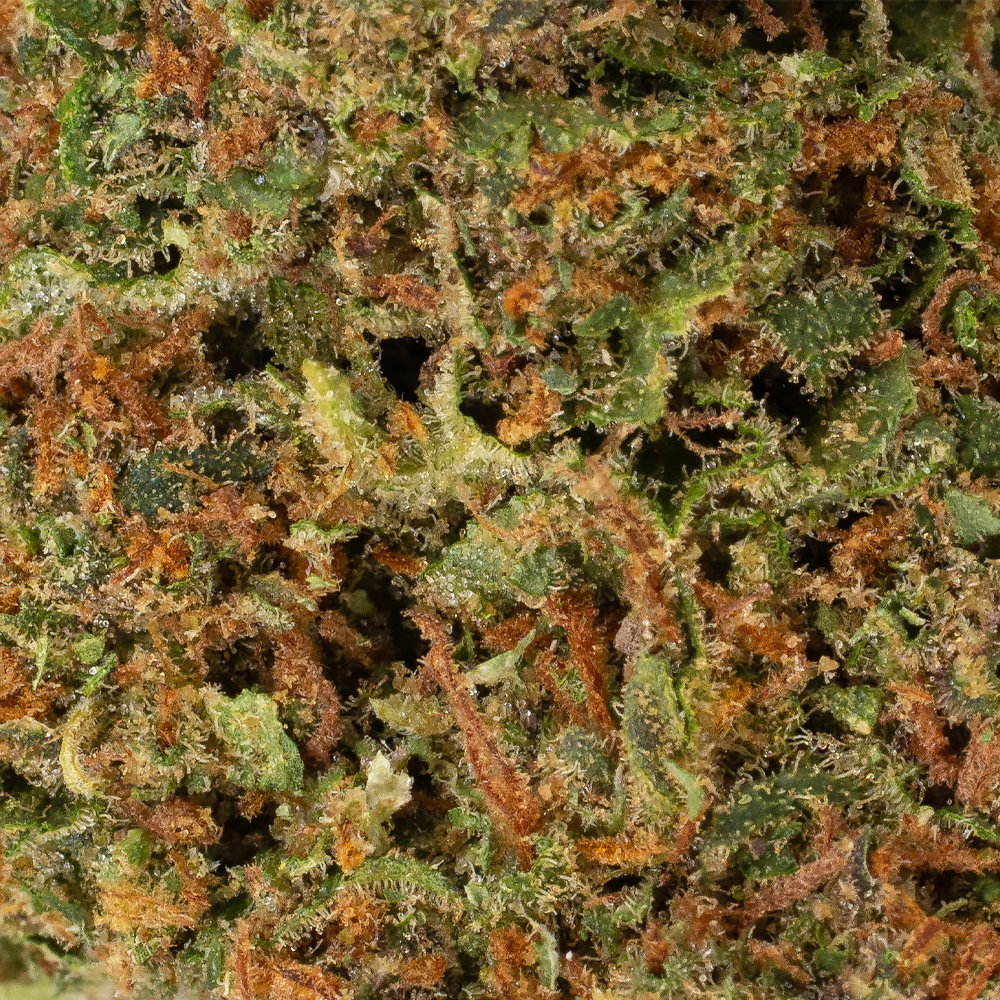 Collection of  in a gallery layout