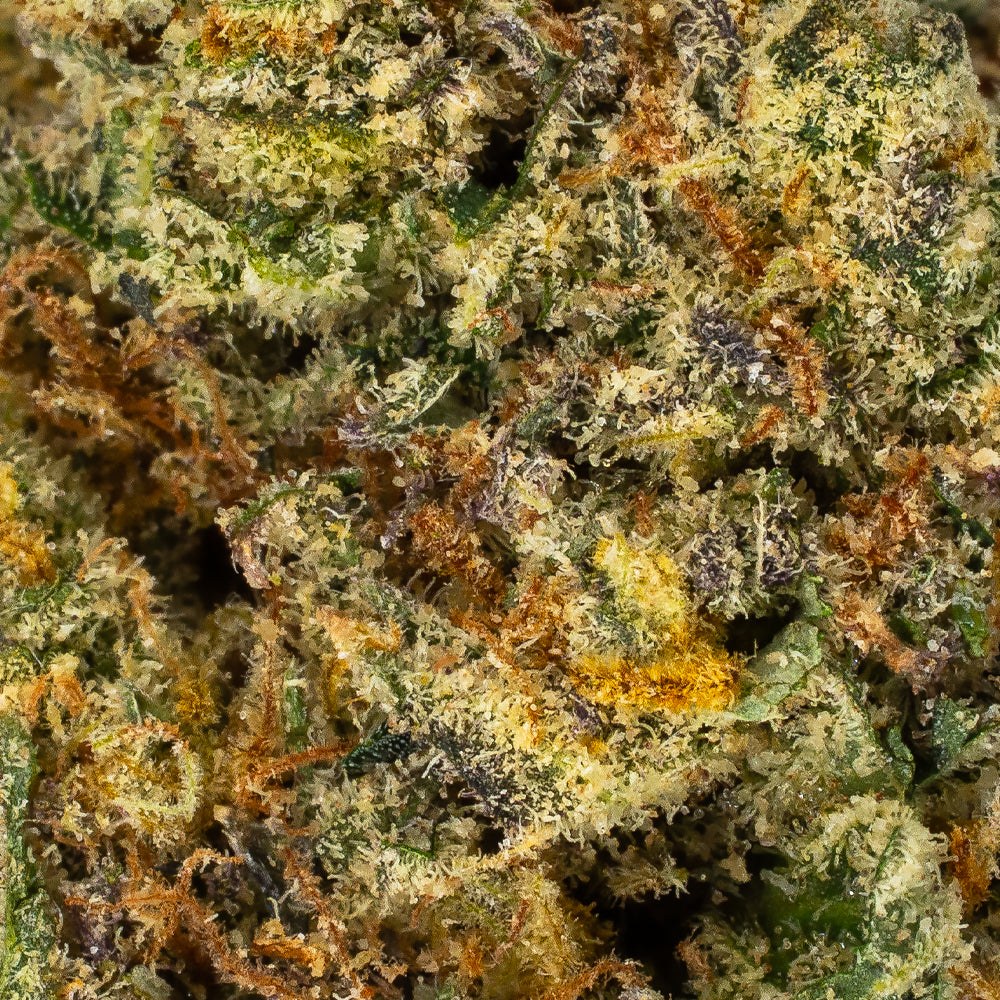 Collection of Premium Flower | Futura Haze in a gallery layout