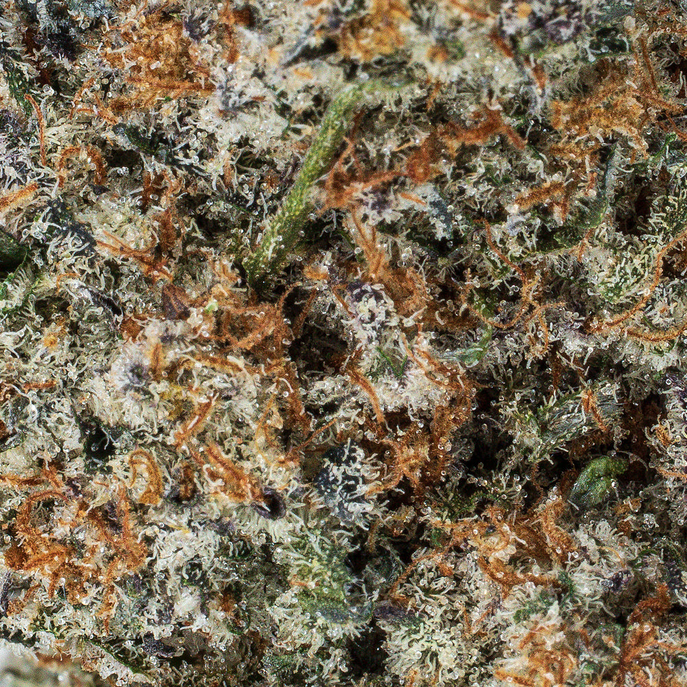 Collection of  in a gallery layout