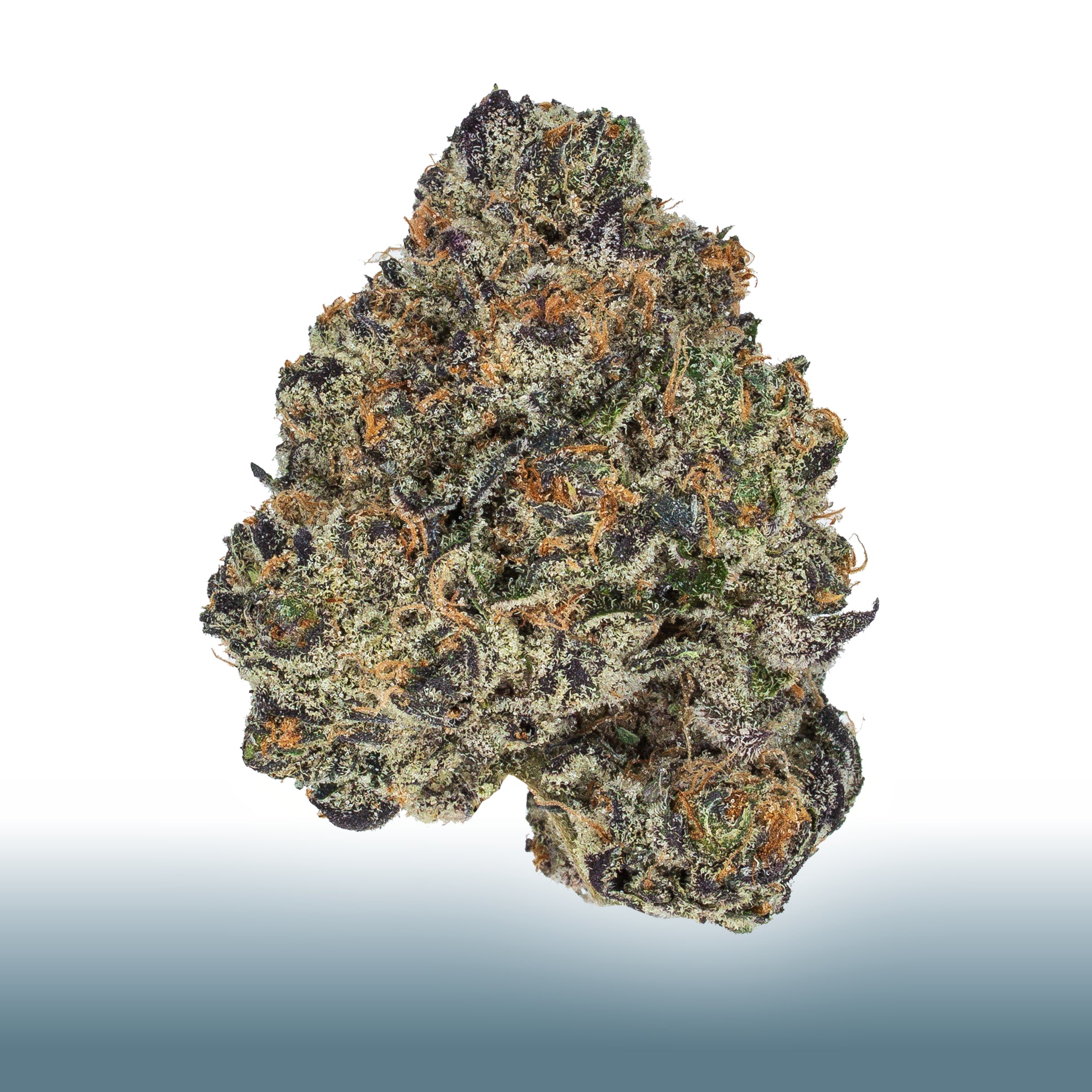 Collection of  in a gallery layout