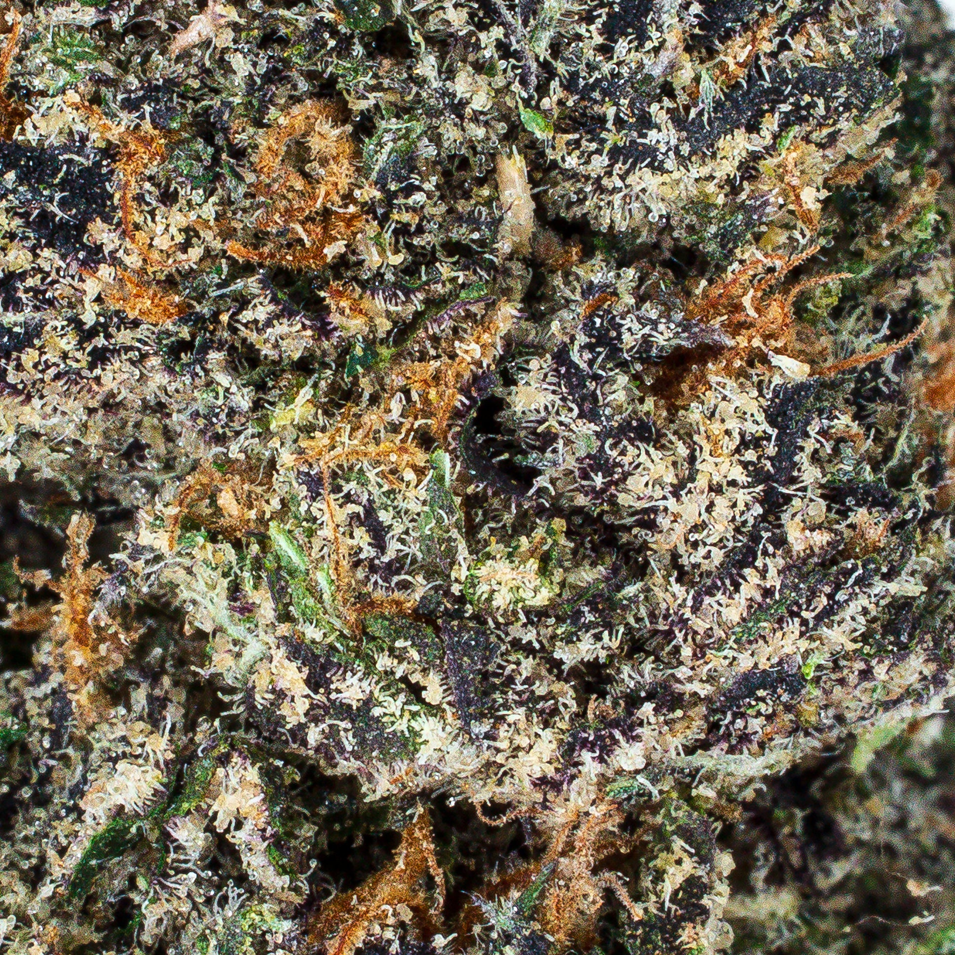 Collection of THCa Flower | Lemon Cherry Gelato | Premium THCa & Delta 9  in a gallery layout