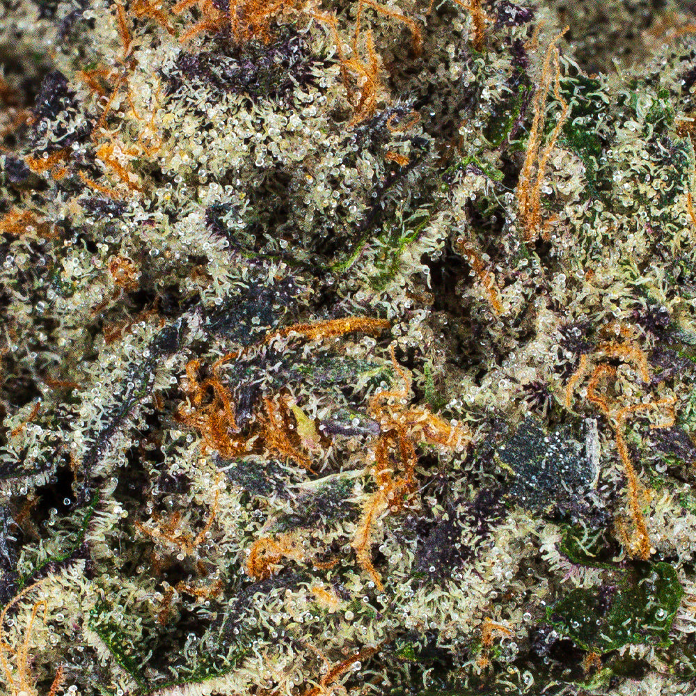 Collection of  in a gallery layout