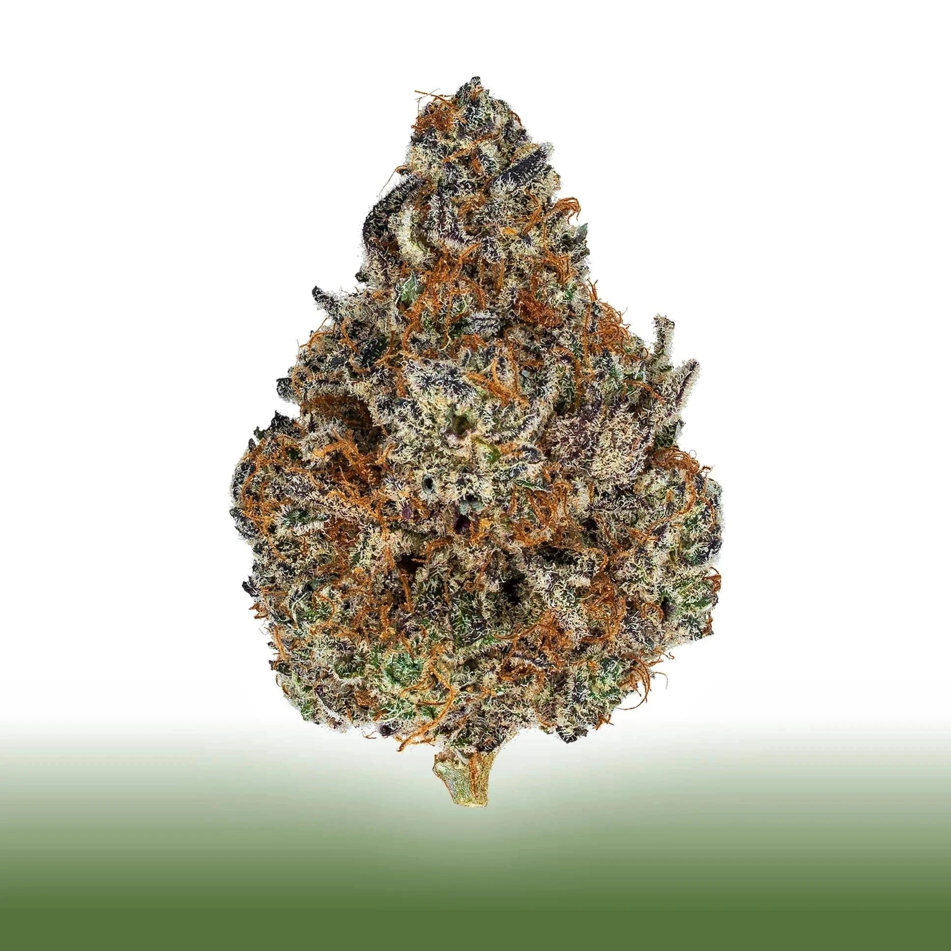 Collection of Top-shelf flower Peanut Butter Truffle THCa cannabis bud with dense trichomes and orange pistils isolated on white background in a gallery layout