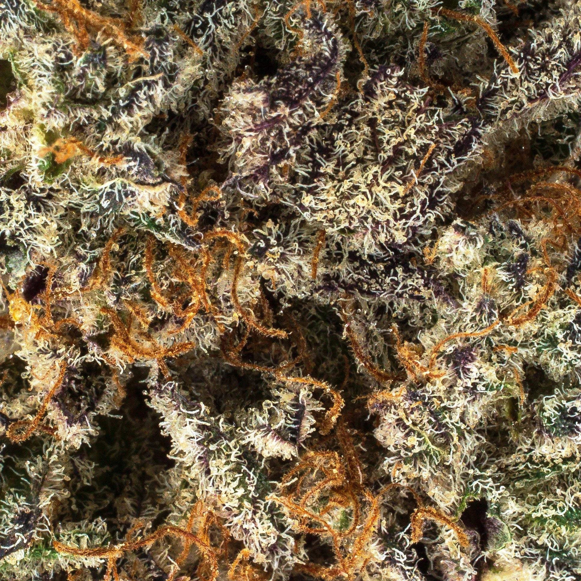 Collection of  in a gallery layout