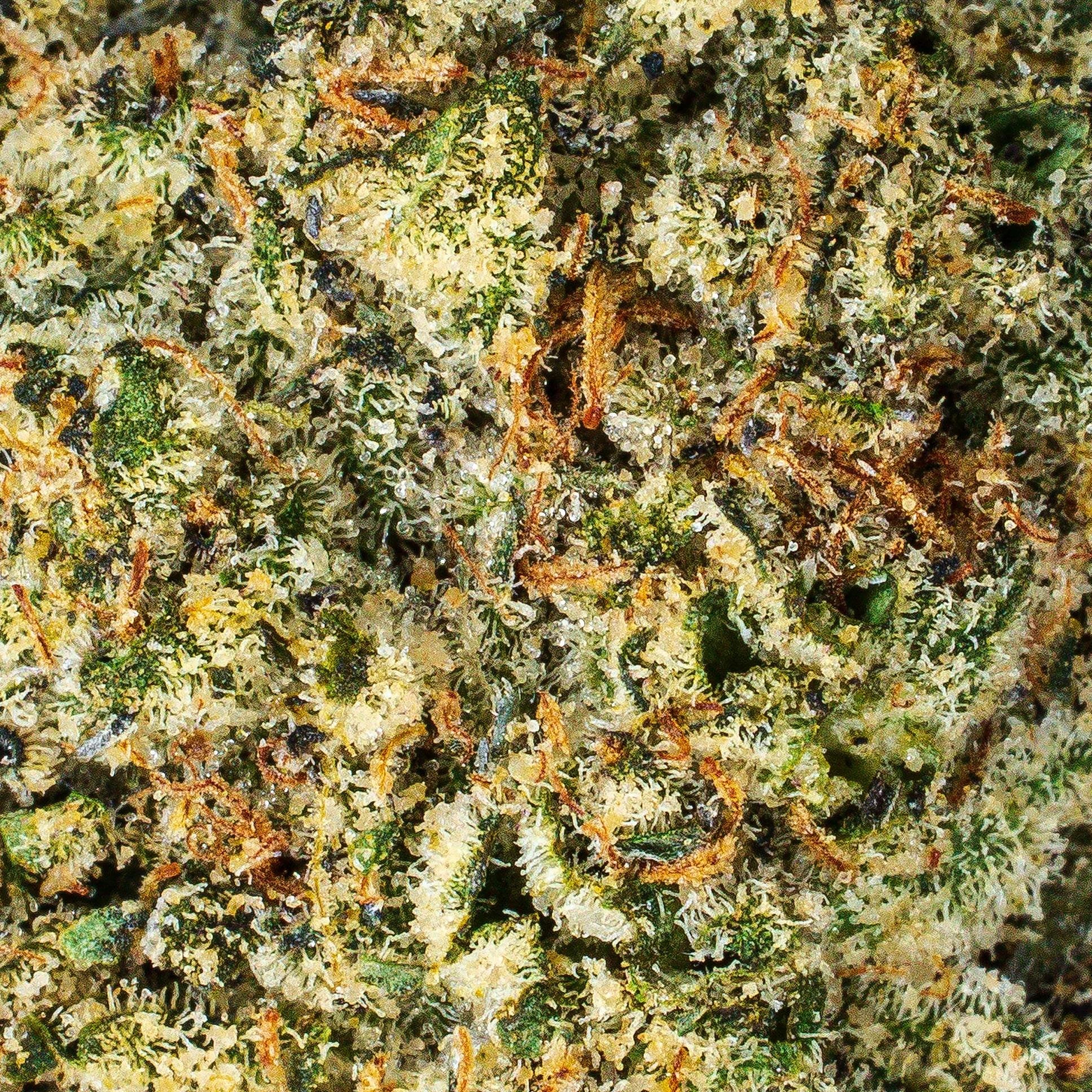 Collection of  in a gallery layout