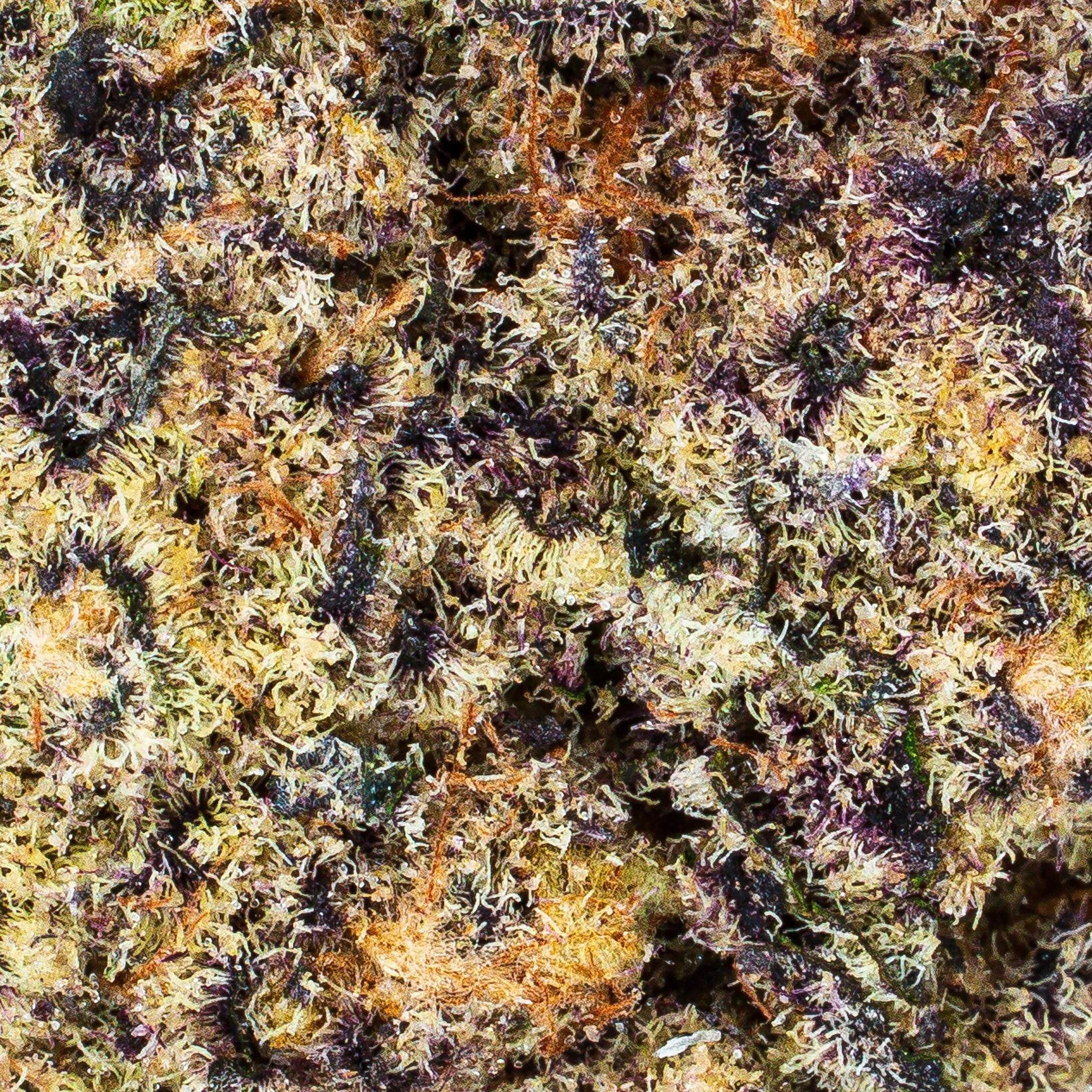 Collection of  in a gallery layout