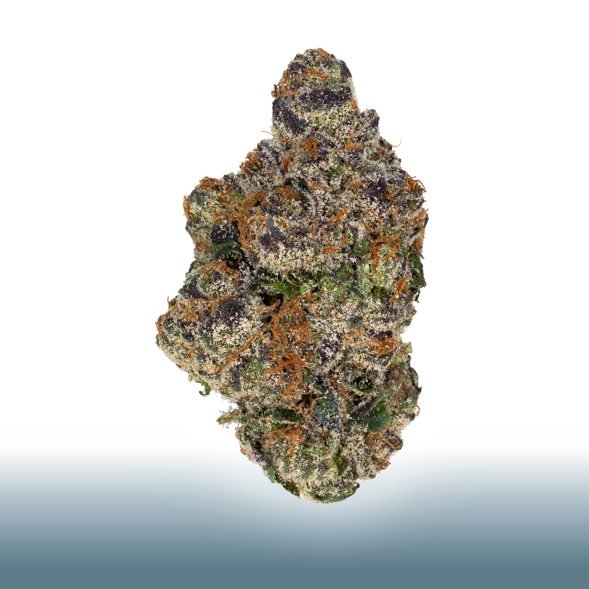 Collection of  in a gallery layout