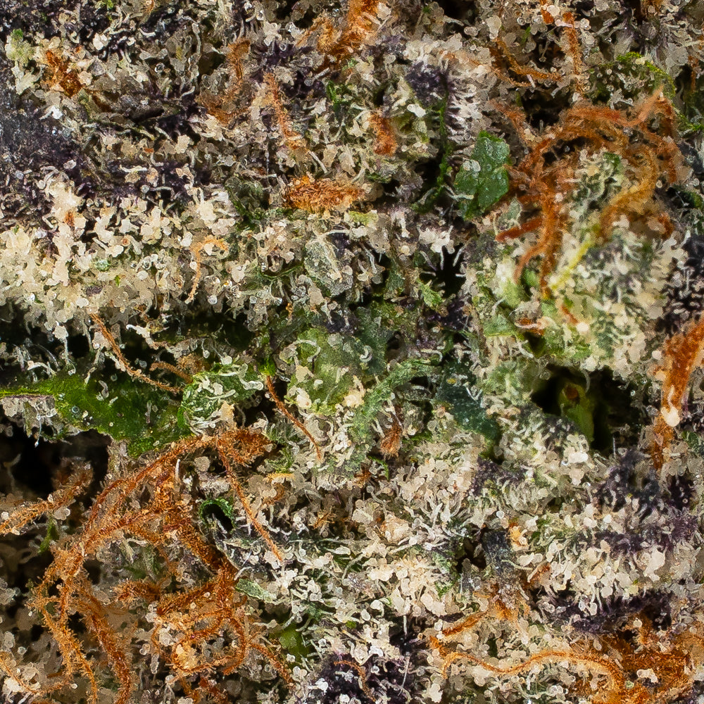 Collection of  in a gallery layout