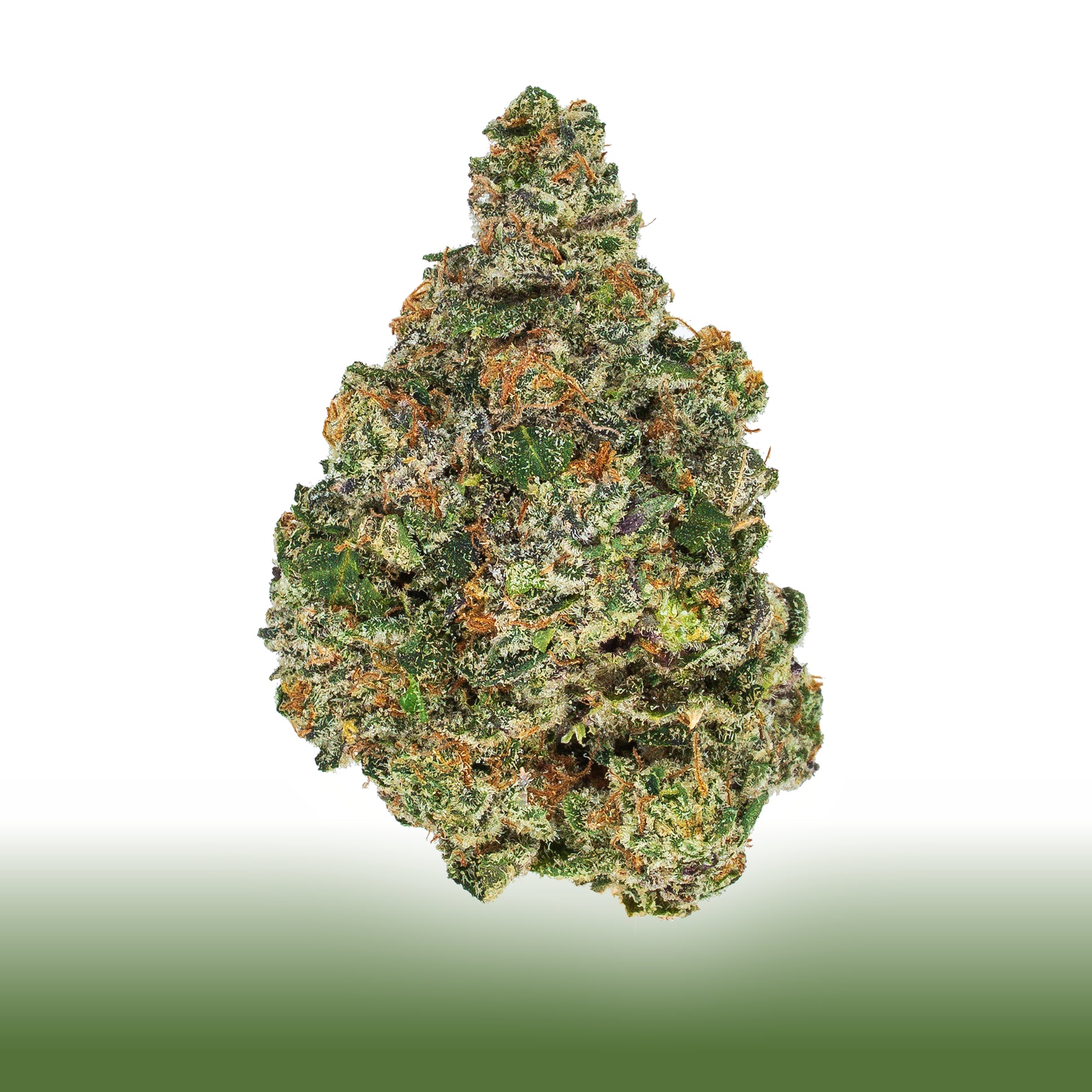 Collection of  in a gallery layout