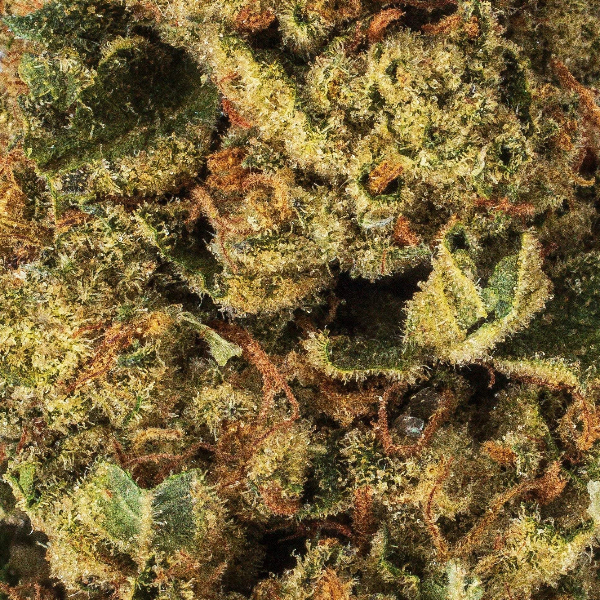 Collection of  in a gallery layout