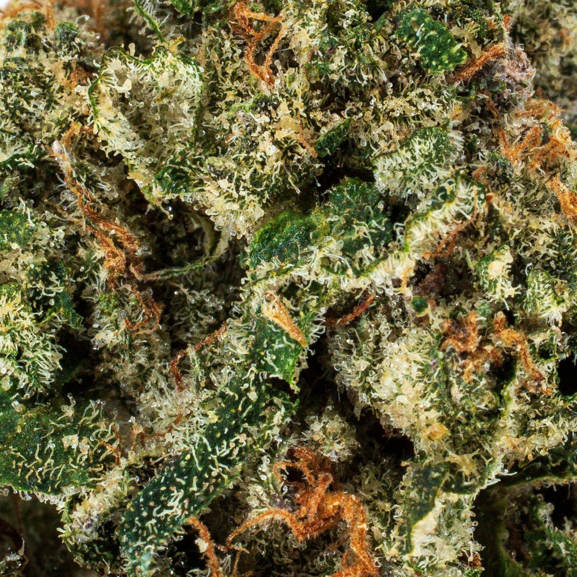 Collection of  in a gallery layout