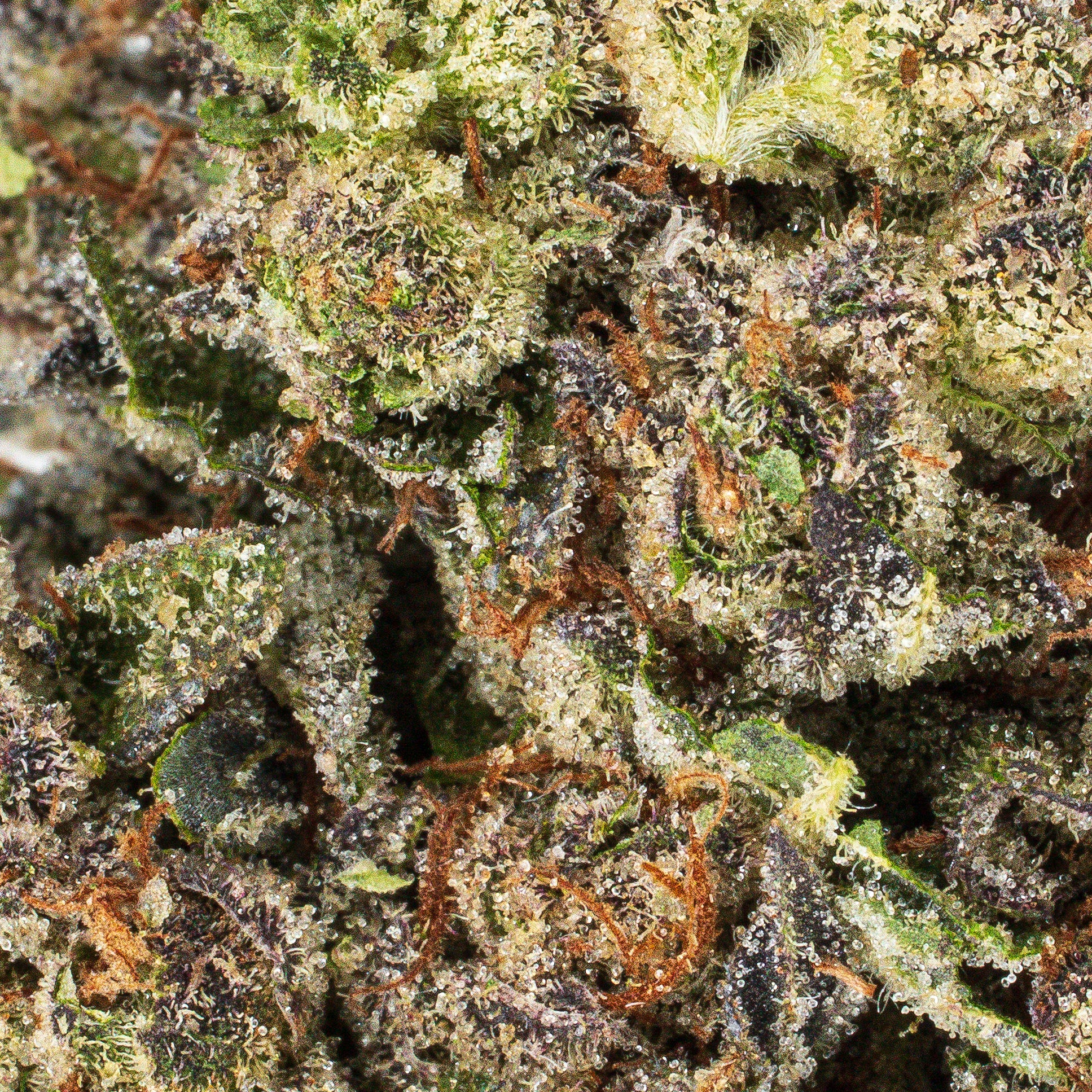 Collection of  in a gallery layout