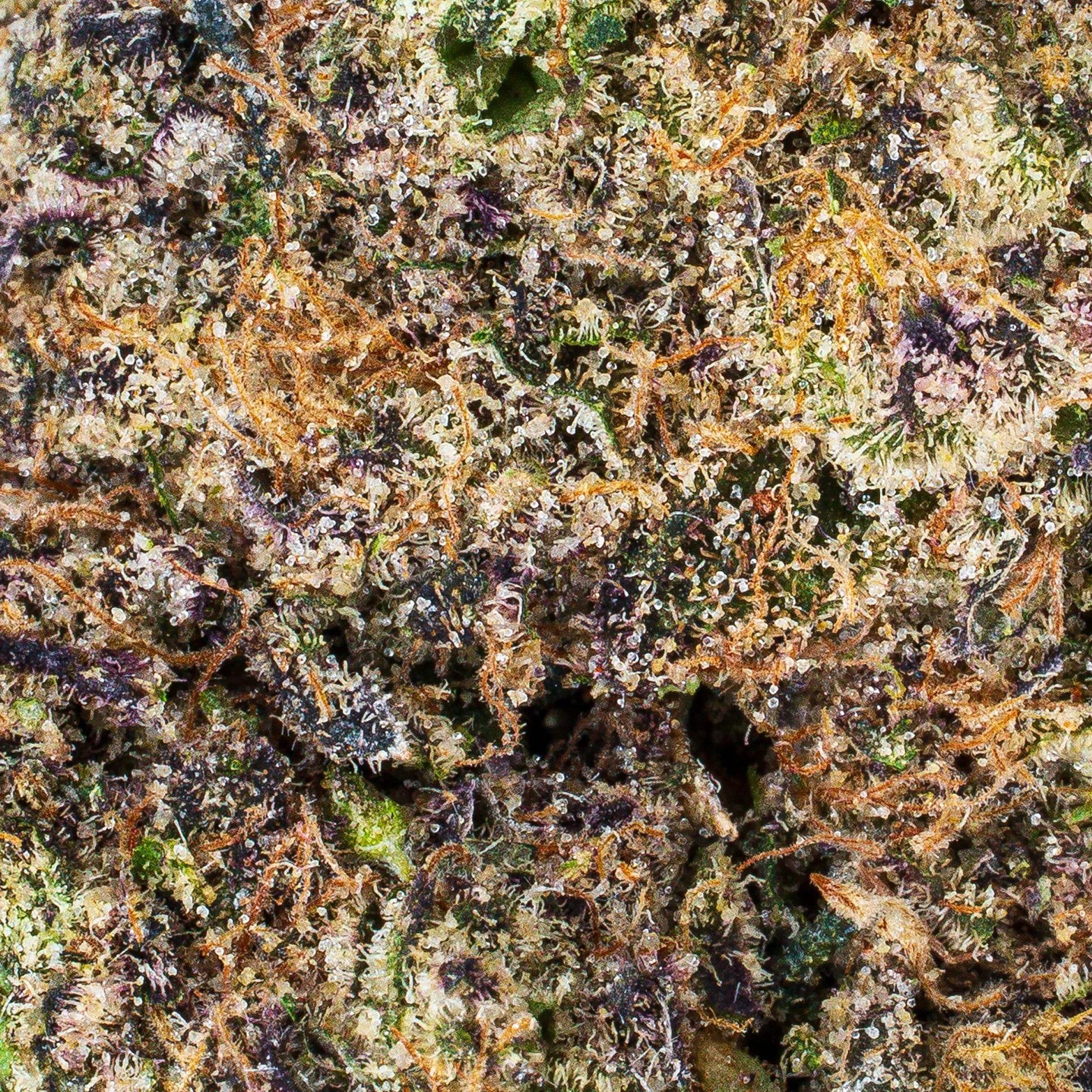 Collection of  in a gallery layout