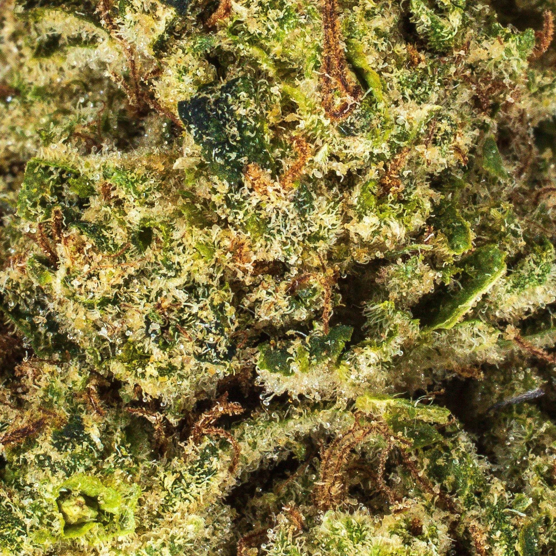 Collection of  in a gallery layout