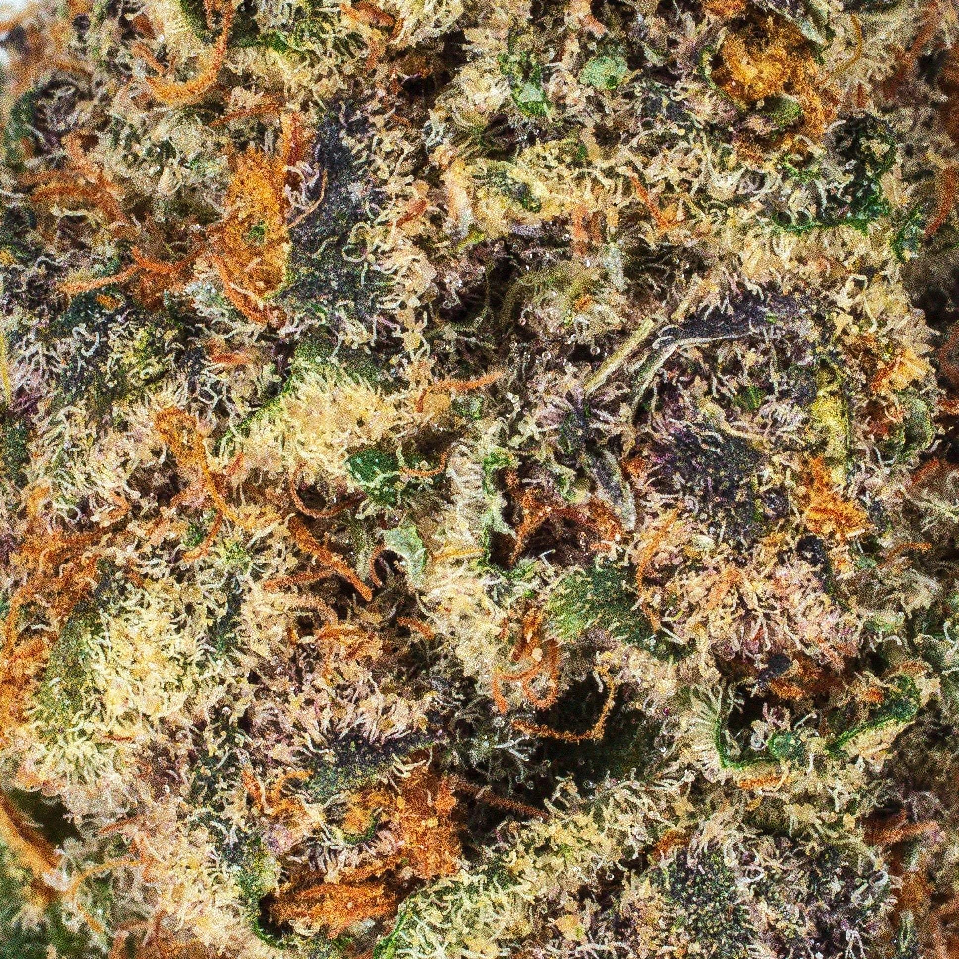 Collection of  in a gallery layout