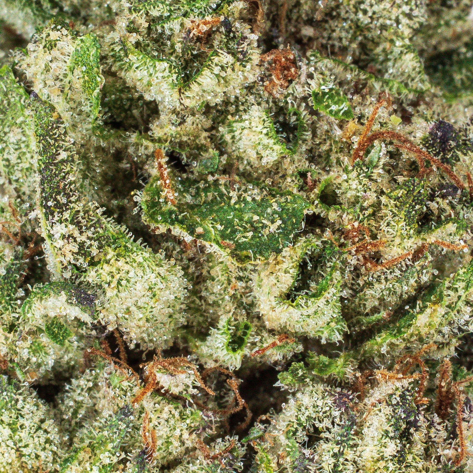 Collection of  in a gallery layout