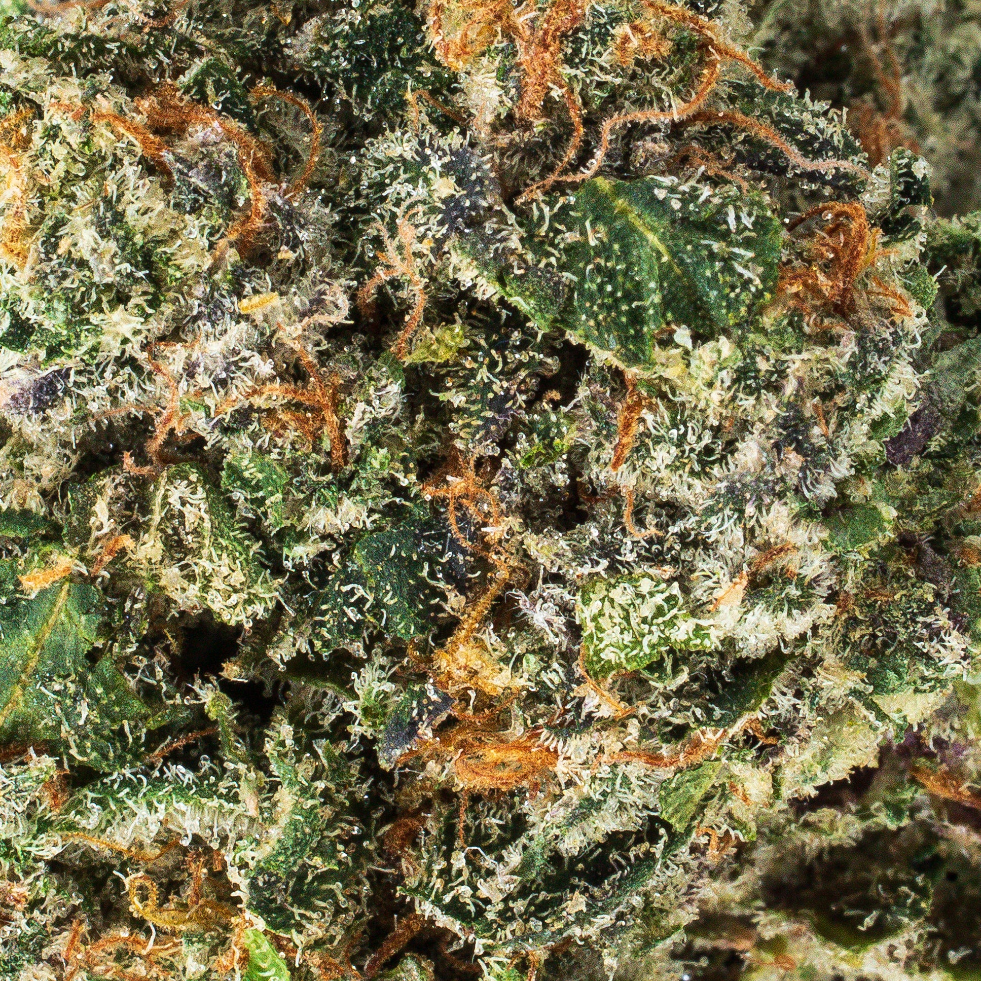 Collection of  in a gallery layout